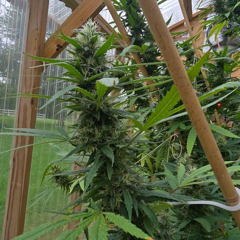 Godfather OG growlog photo: Getting closer!! 