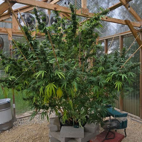 Godfather OG growlog photo: Getting closer!! 