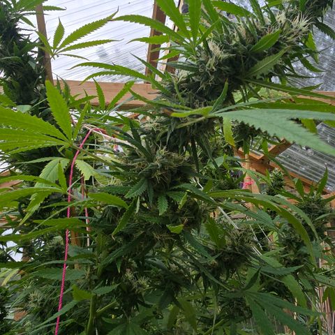 Godfather OG growlog photo: Getting closer!! 