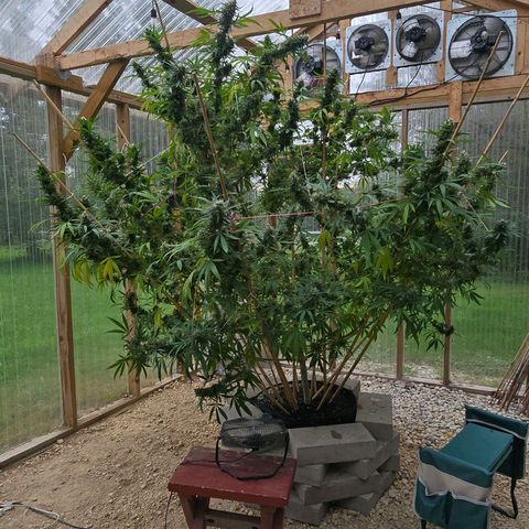 Godfather OG growlog photo: Getting closer!! 