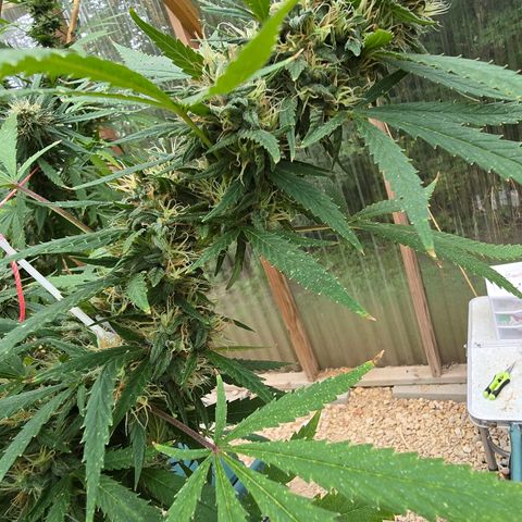 Godfather OG growlog photo: Getting closer!! 