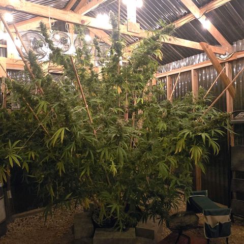 Godfather OG growlog timeline photo