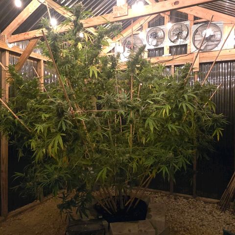 Godfather OG growlog timeline photo