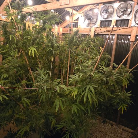 Godfather OG growlog timeline photo
