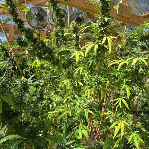Godfather OG growlog photo: We've got amber! Going to start harvesting soon! 