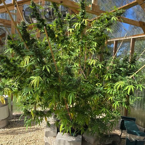 Godfather OG growlog photo: We've got amber! Going to start harvesting soon! 