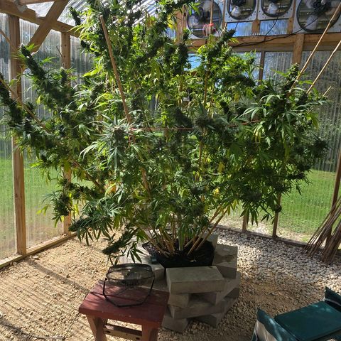 Godfather OG growlog photo: We've got amber! Going to start harvesting soon! 