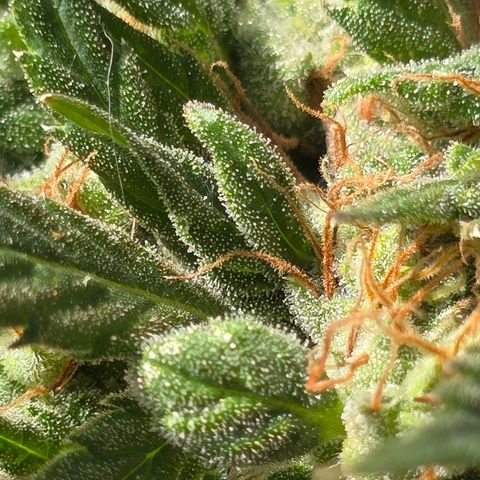 Godfather OG growlog photo: We've got amber! Going to start harvesting soon! 