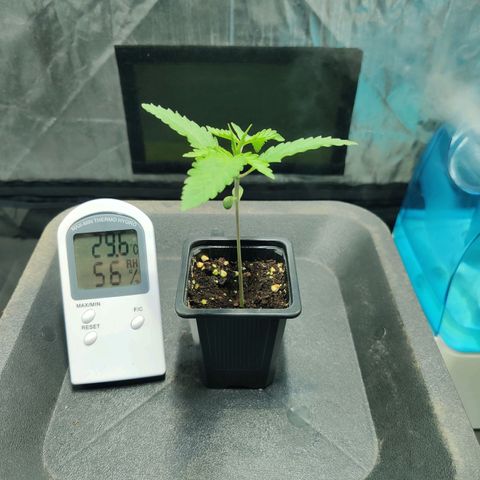Fruit spirit growlog timeline photo