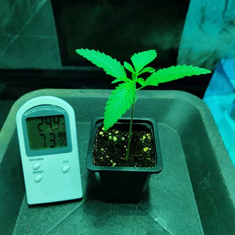 Fruit spirit growlog timeline photo