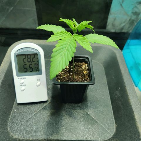Fruit spirit growlog timeline photo