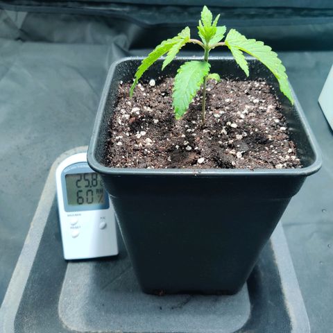 Fruit spirit growlog timeline photo