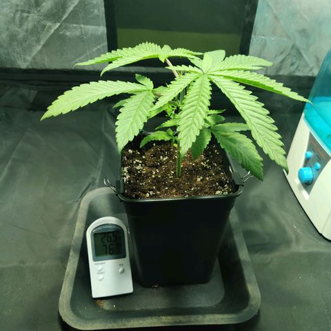 Fruit spirit growlog timeline photo