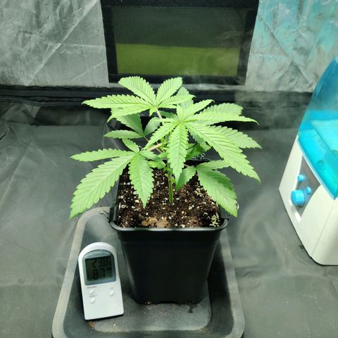 Fruit spirit growlog timeline photo