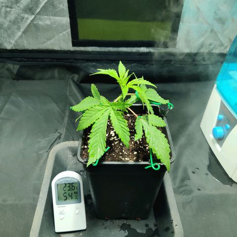 Fruit spirit growlog timeline photo