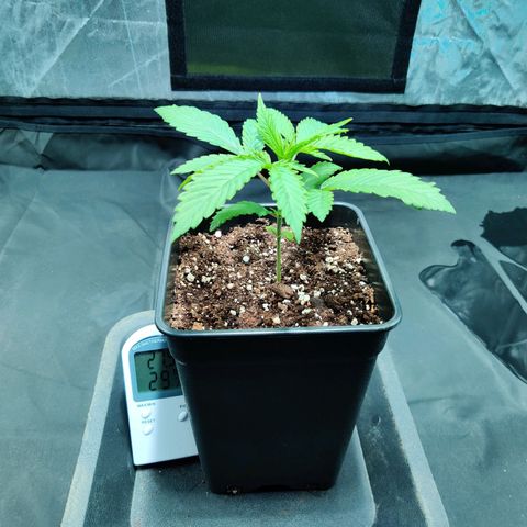 Fruit spirit growlog timeline photo