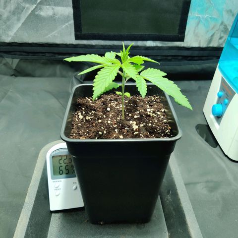 Fruit spirit growlog timeline photo