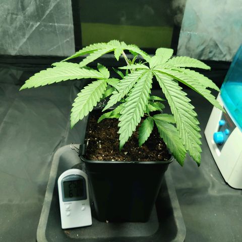 Fruit spirit growlog timeline photo