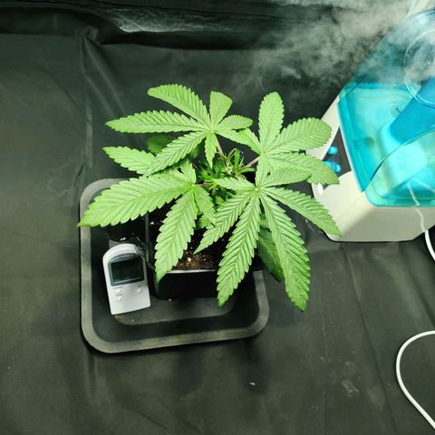 Fruit spirit growlog timeline photo