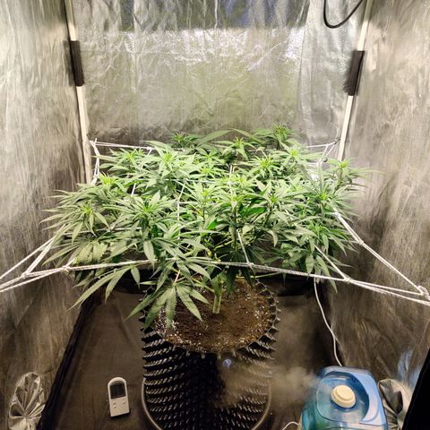 Fruit spirit growlog timeline photo