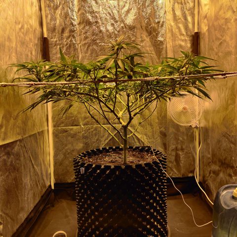 Fruit spirit growlog timeline photo
