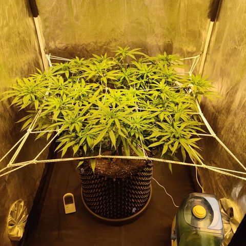 Fruit spirit growlog timeline photo