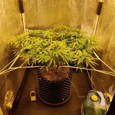 Fruit spirit growlog timeline photo