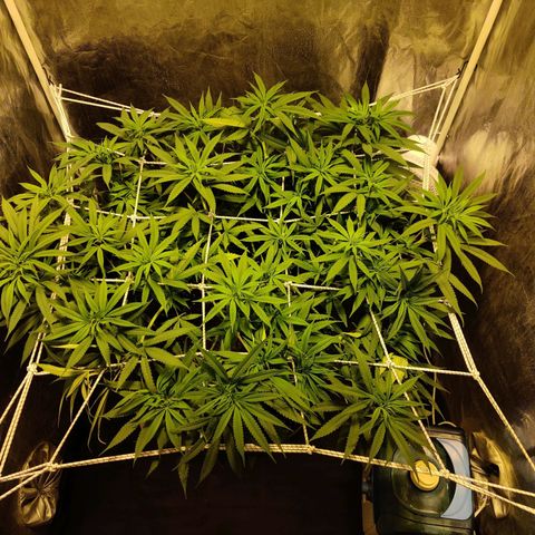 Fruit spirit growlog timeline photo
