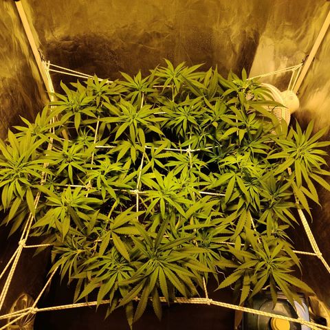 Fruit spirit growlog timeline photo