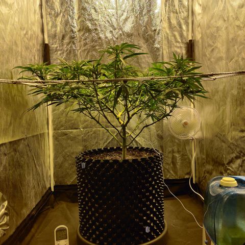 Fruit spirit growlog timeline photo