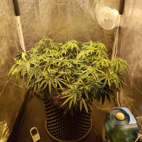 Fruit spirit growlog timeline photo