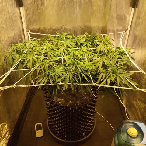 Fruit spirit growlog timeline photo