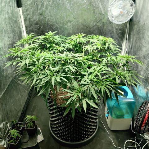 Fruit spirit growlog timeline photo