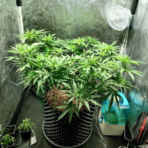 Fruit spirit growlog timeline photo