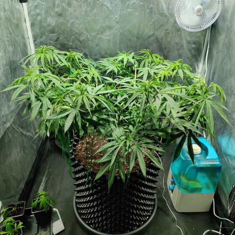 Fruit spirit growlog timeline photo