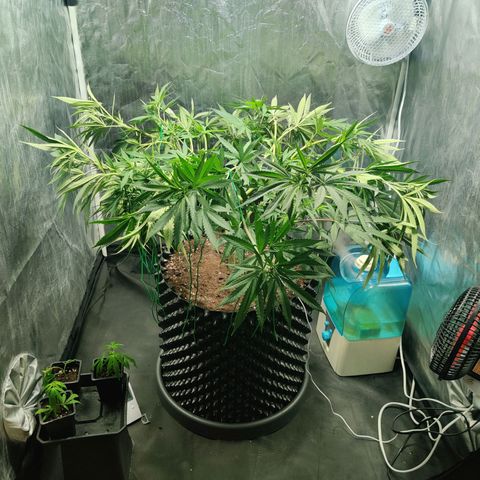 Fruit spirit growlog timeline photo