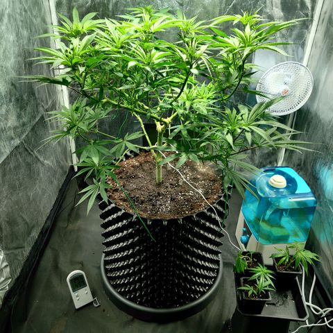 Fruit spirit growlog timeline photo