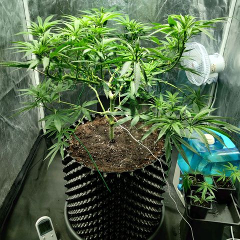 Fruit spirit growlog timeline photo