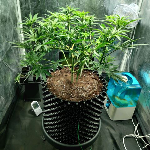 Fruit spirit growlog timeline photo