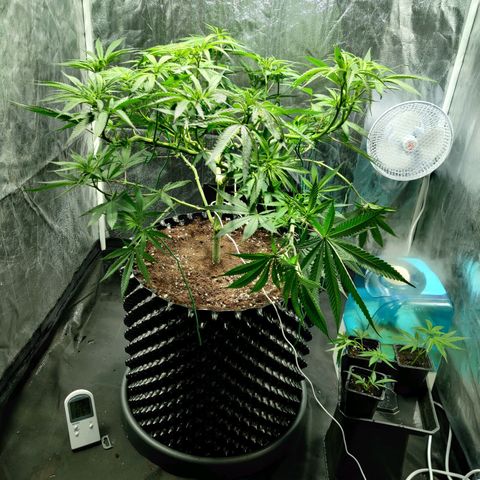 Fruit spirit growlog timeline photo