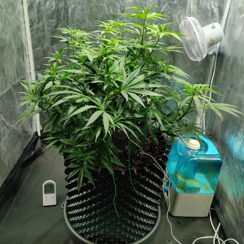 Fruit spirit growlog timeline photo