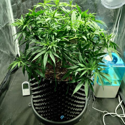 Fruit spirit growlog timeline photo