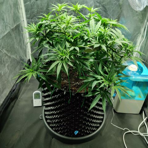 Fruit spirit growlog timeline photo