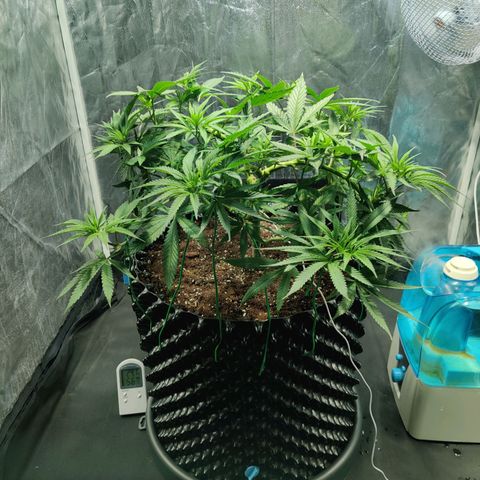 Fruit spirit growlog timeline photo
