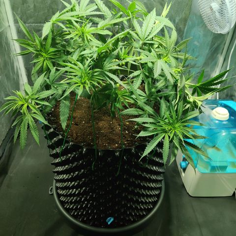 Fruit spirit growlog timeline photo