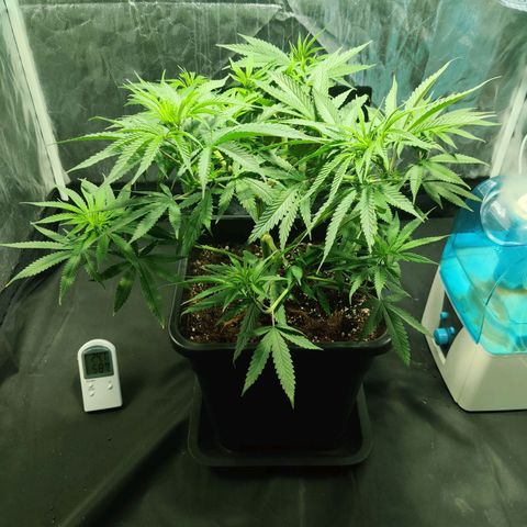 Fruit spirit growlog timeline photo