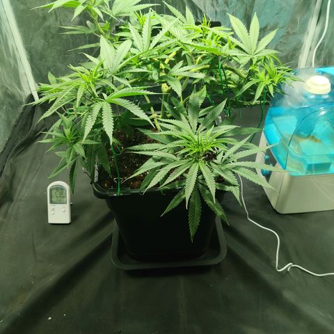 Fruit spirit growlog timeline photo