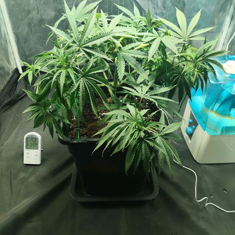 Fruit spirit growlog timeline photo