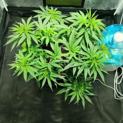 Fruit spirit growlog timeline photo