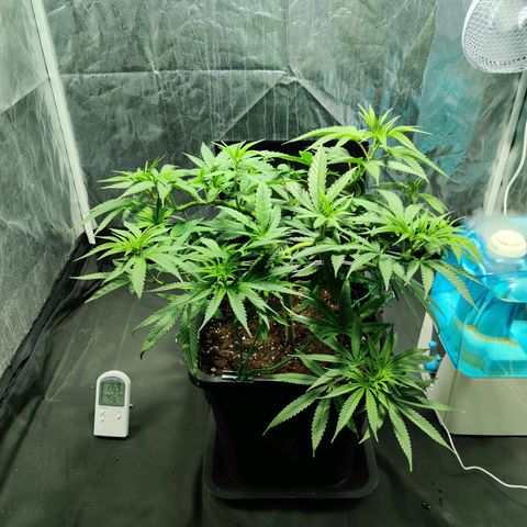 Fruit spirit growlog timeline photo